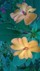 Impatiens platypetala