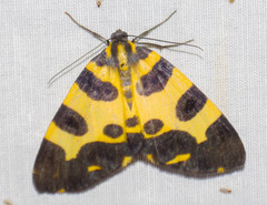 Pantherodes pardalaria