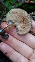 Pluteus umbrosus