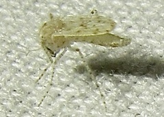 Sayomyia