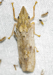 Diestostemma truncatipenne