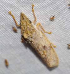 Diestostemma truncatipenne