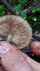 Pluteus umbrosus