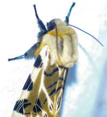 Hypercompe nemophila