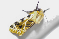 Hypercompe nemophila