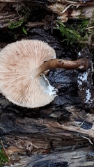 Pluteus umbrosus