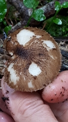 Pluteus umbrosus