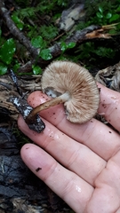 Pluteus umbrosus