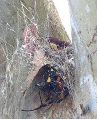 Nephilingis cruentata