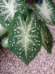 Caladium