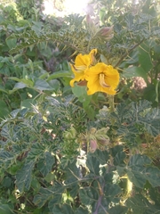Solanum angustifolium