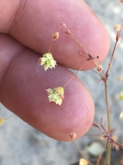 Eriogonum maculatum