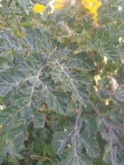 Solanum angustifolium