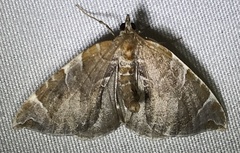 Eulithis molliculata