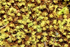 Didymodon torquatus