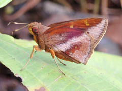 Talides sergestus