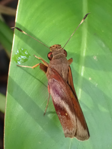 Talides sergestus