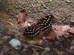 Lexias dirtea merguia