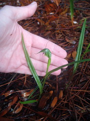 Agathis Greenhood (Pterostylis agathicola)