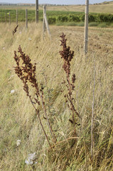 Rumex patientia orientalis