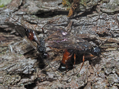 Xiphydria prolongata