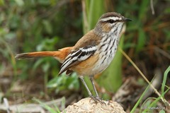 Cercotrichas leucophrys