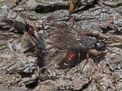 Xiphydria prolongata