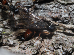 Xiphydria prolongata