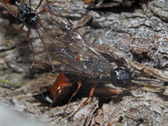 Xiphydria prolongata