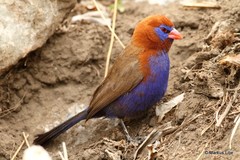 Granatina ianthinogaster