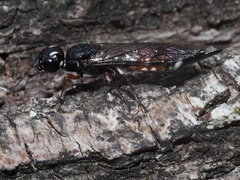 Xiphydria prolongata