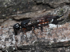 Xiphydria prolongata