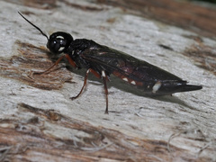 Xiphydria prolongata