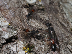 Xiphydria prolongata