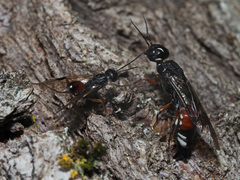 Xiphydria prolongata