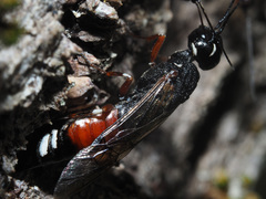 Xiphydria prolongata