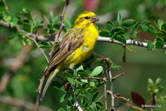 Crithagra dorsostriata