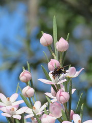 Cyphipelta rufocyanea