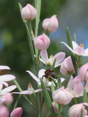 Cyphipelta rufocyanea