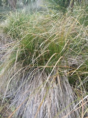 Carex secta