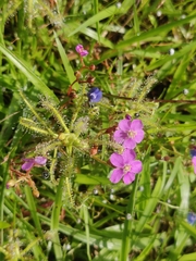 Drosera indica