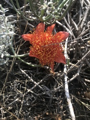 Haemanthus