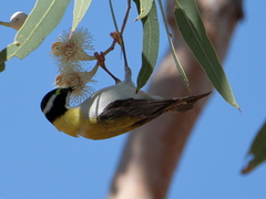Melithreptus gularis laetior