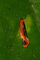 Coryptilum klugii