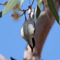 Melithreptus gularis laetior