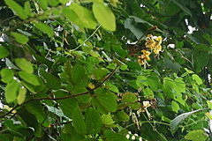 Bauhinieae