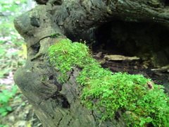 Amblystegium