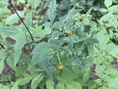 Bidens frondosa