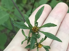 Bidens frondosa