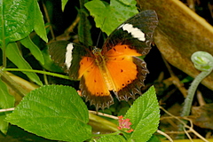 Cethosia hypsea